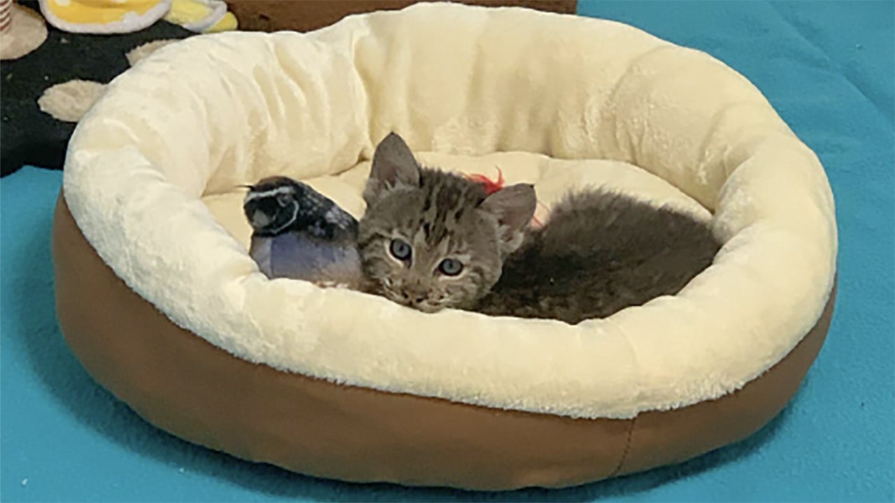 Tragedy Strikes Bobcat Rehab