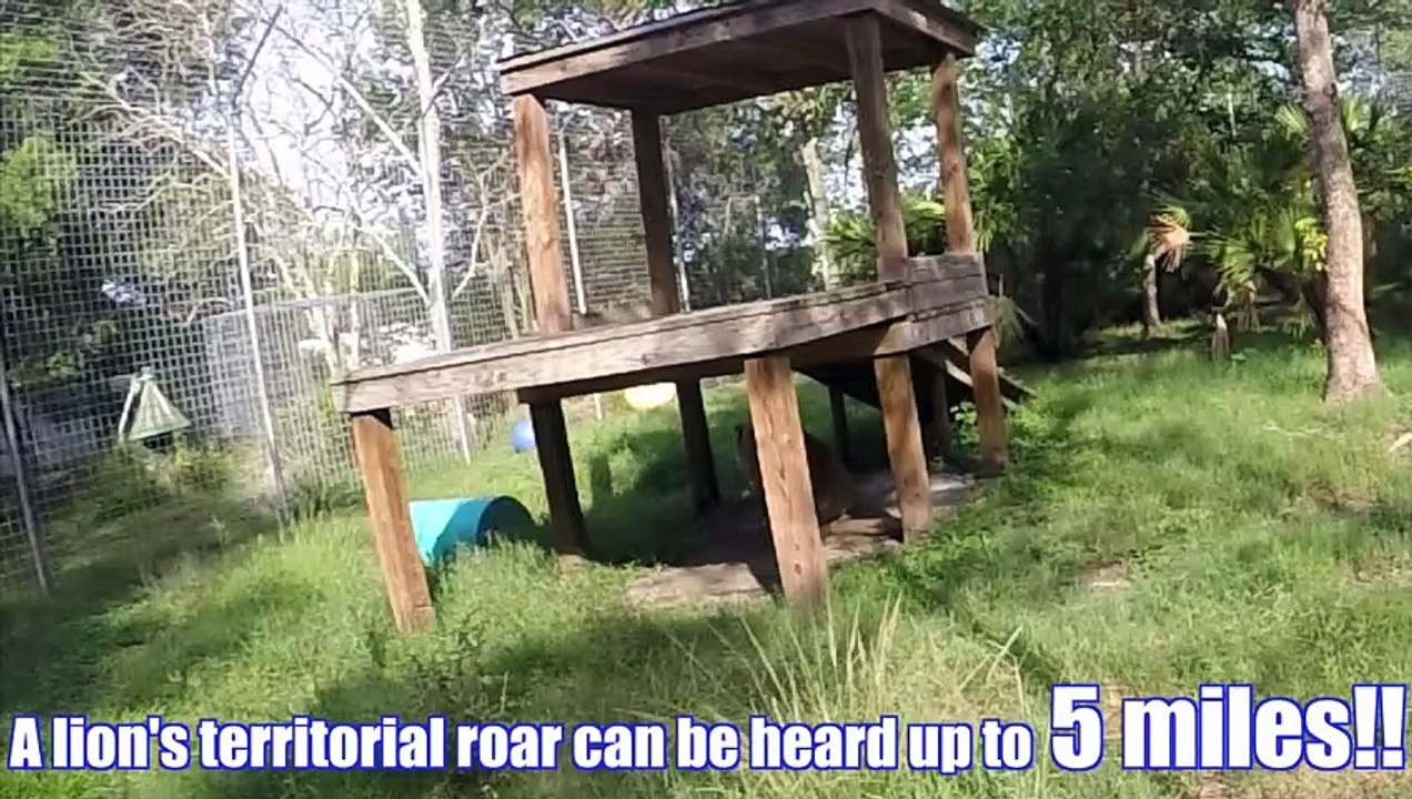 BIG Cat Sounds - Volume UP!!