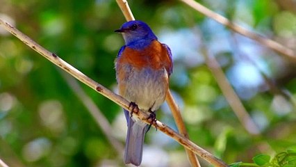 lovely birds world
