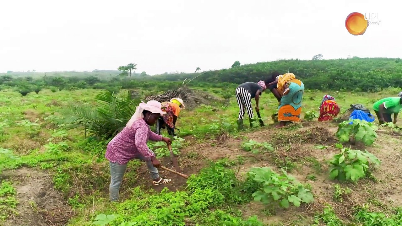 UPL_La résilience du cacao par la diversification des cultures.V.03