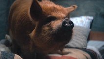 Pig with Nicolas Cage - Official Trailer