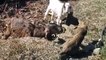 A cat playing with goat, very funny video of animals, cat vs goat playing