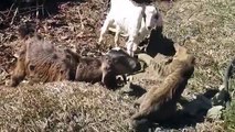 A cat playing with goat, very funny video of animals, cat vs goat playing