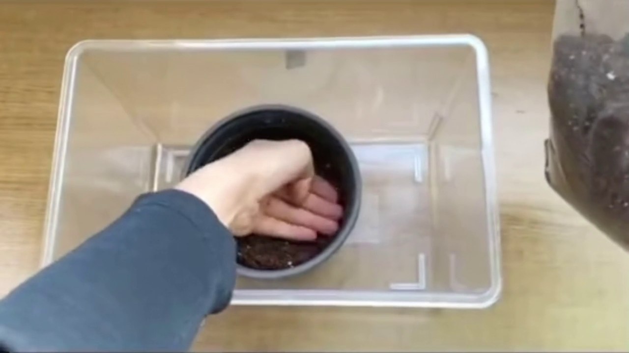 How to grow strawberries