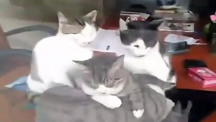 Isınmak için kedilerin ilginç yöntemi