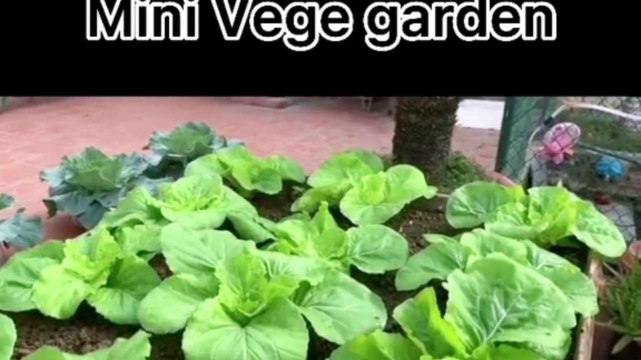 How to make mini vegetable garden