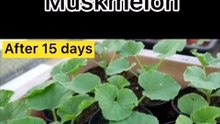 How to plant musk melon