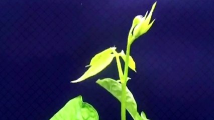 How to grow green beans