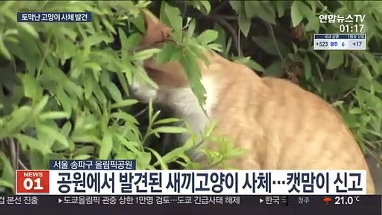 토막 난 새끼고양이 사체들…경찰 내사 착수