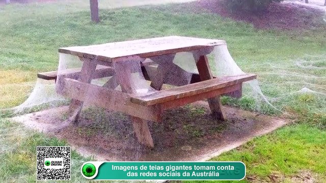 Imagens de teias gigantes tomam conta das redes sociais da Austrália