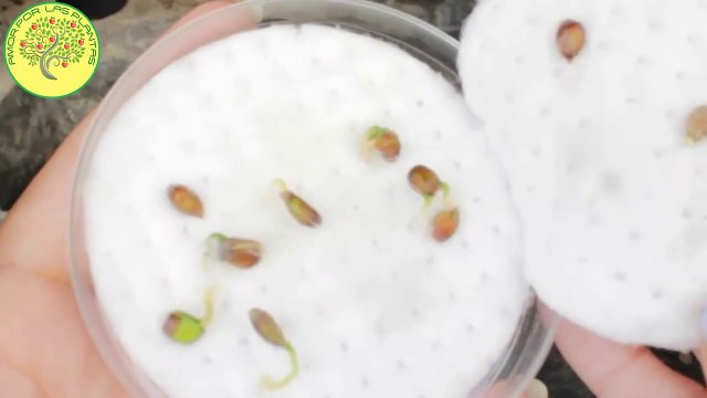 Como Germinar semillas de Mandarina + TIPS germinación SEGURA