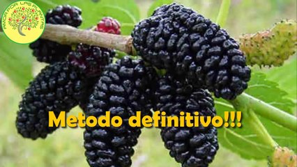 Como Plantar Moras O Zarzamoras  __ Método DEFINITIVO Y SECRETO ‼