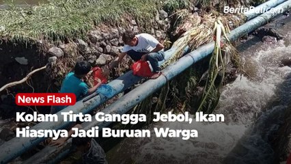 Kolam Tirta Gangga  Jebol, Ikan Hiasnya Jadi Buruan Warga