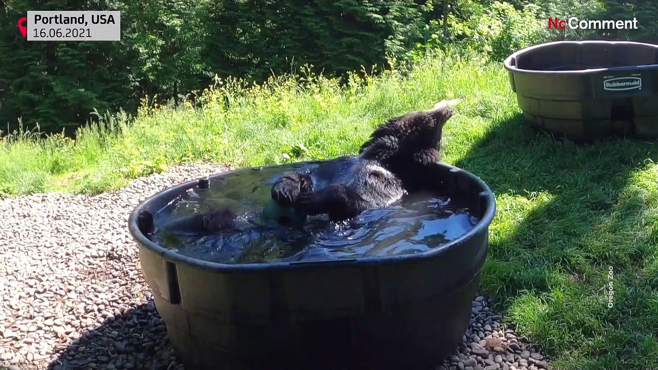 Eine Art Tradition: Schwarzbär Takoda planscht im Pool