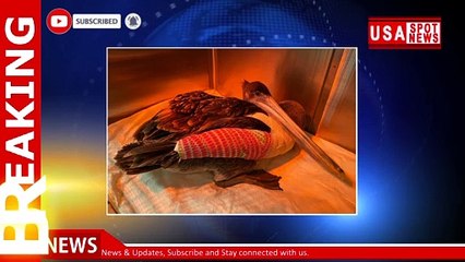 Dozens of pelicans found mutilated in California