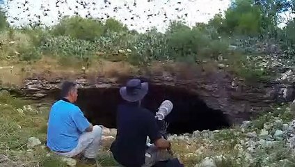 Dünyanın en büyük yarasa kolonisinin mağaradan çıkış anı