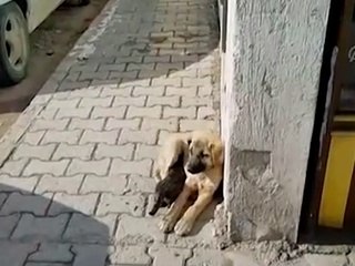 Köpeğe sarılarak ısınmaya çalışan kedi