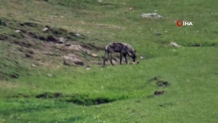 Sarıkamış’ta kurt yola indi