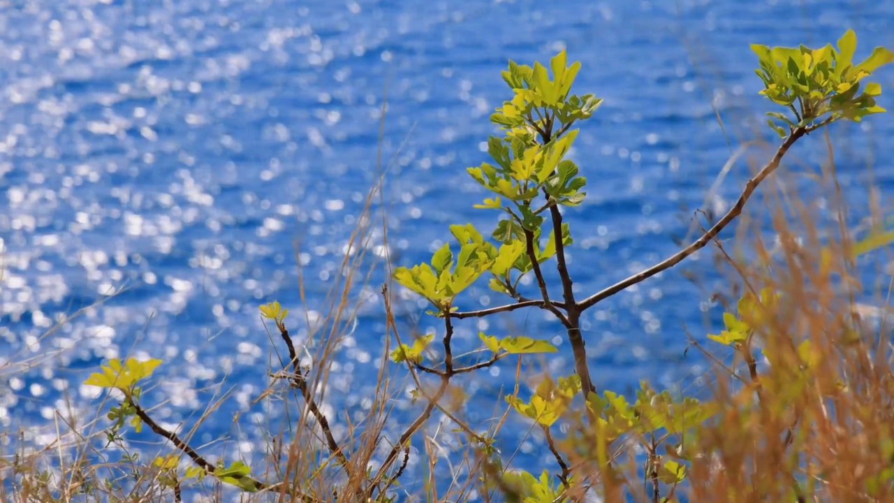 "While meditating we are simply seeing what the mind has been doing all along." ~ Allan Lokos