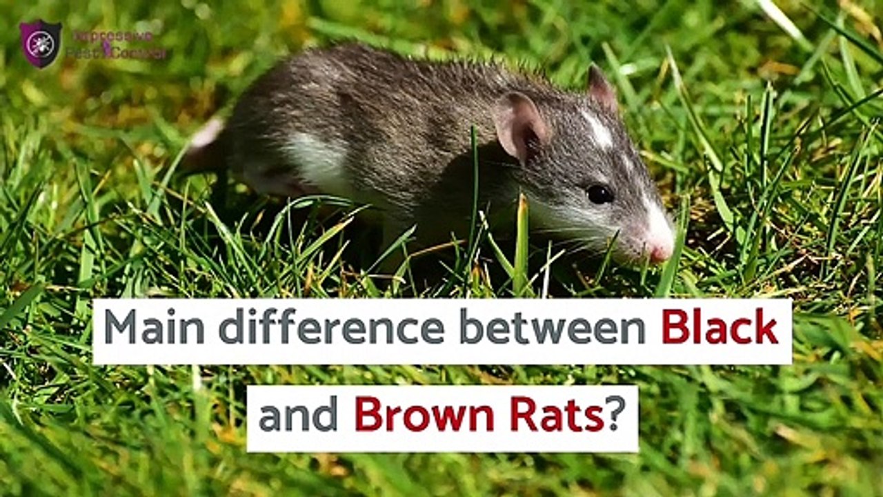 How to get rid of Rats | Home Remedies to Get Rid of Rats | Impressive Pest Control