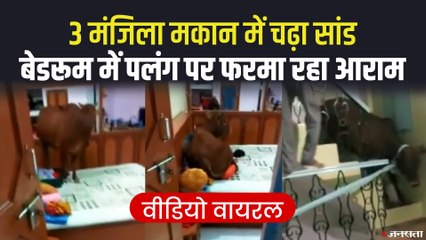 घर खुला दिखा तो सांड ने बेडरूम में फरमाया आराम, बाहर निकालने के लिए करनी पड़ी मशक्कत