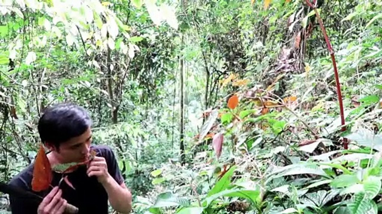 Cups and Vegetables, Survival in the tropical Rainforest, ep 24