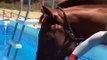Cute And Funny Horse Videos Compilation Cute Moment Of The Horses   Cutest Horse #6