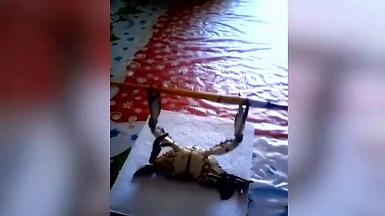 Halter çalışan yengeç!