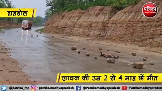 VIDEO: 3 माह के बाघ शावक की सड़क दुर्घटना में मौत