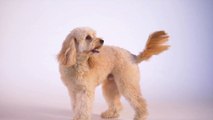 cute dog playing in slow motion , animal video,cute doggi