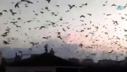 Sığırcık kuşlarının görsel şovu