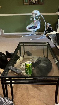 Huskies Create Chorus of Howls