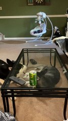 Huskies Create Chorus of Howls