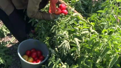 ADANA - Bu sezon turfanda domateste rekolte beklentisi 200 bin ton