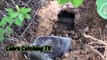 Cobra Catching TV- Dig a cave to catch snake Episode 02- How to catch India Cobra