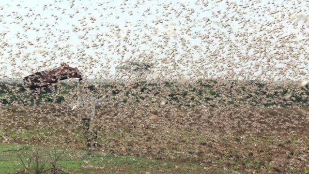 AFAD Başkanı Taşdelen'den korkutan uyarı: Böcek istilası söz konusu olabilir