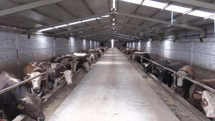 Tarım ve Orman Bakan Yardımcısı Tunç, bayram için yeterli sayıda kurbanlık olduğunu bildirdi