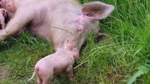 Pig gives birth to 10  piglets in Ollerton, Nottinghamshire