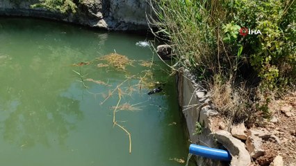 Havuza düşen güvercini önce kurtardı, sonra sevdi