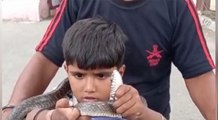 Prince Salvi Snake Catcher : 4 साल का यह बच्चा पकड़ चुका है सौ जहरीले सांप, हादसे ने खत्म किया डर