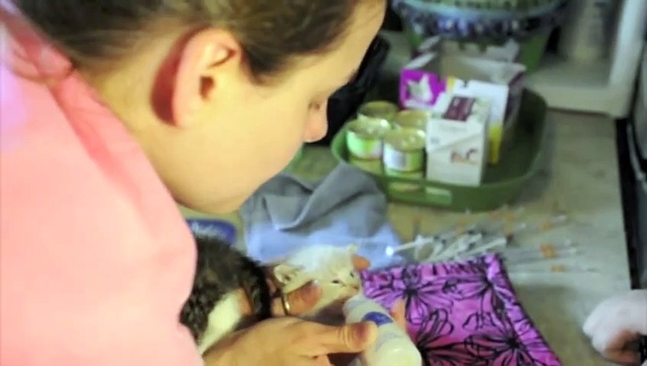 MMCR's Largest Kitten Rescue