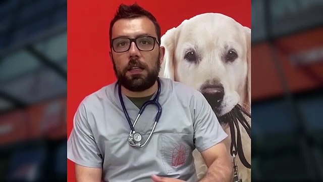 Animali, le 10 regole 'salva vacanza' con gli amici a 4 zampe