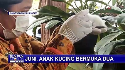 Juni, Si Anak Kucing Spesial yang Lahir dengan Dua Muka