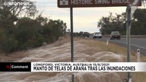 Impresionantes mantos de telarañas en el estado australiano de Victoria tras las fuertes lluvias