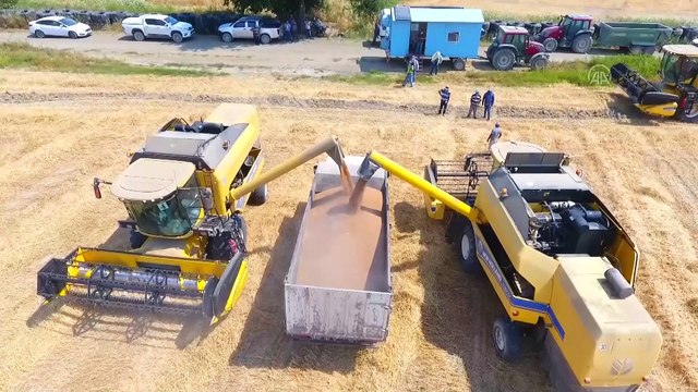 MUĞLA - TİGEM'de yerli tohum buğdayın hasadından yüksek verim elde edildi