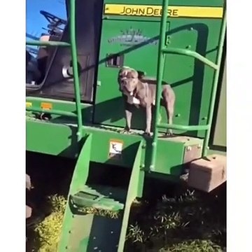 Funniest Animals - Funny Animal Videos Can'T Help But Laugh 2021 - Cutest Animals Ever