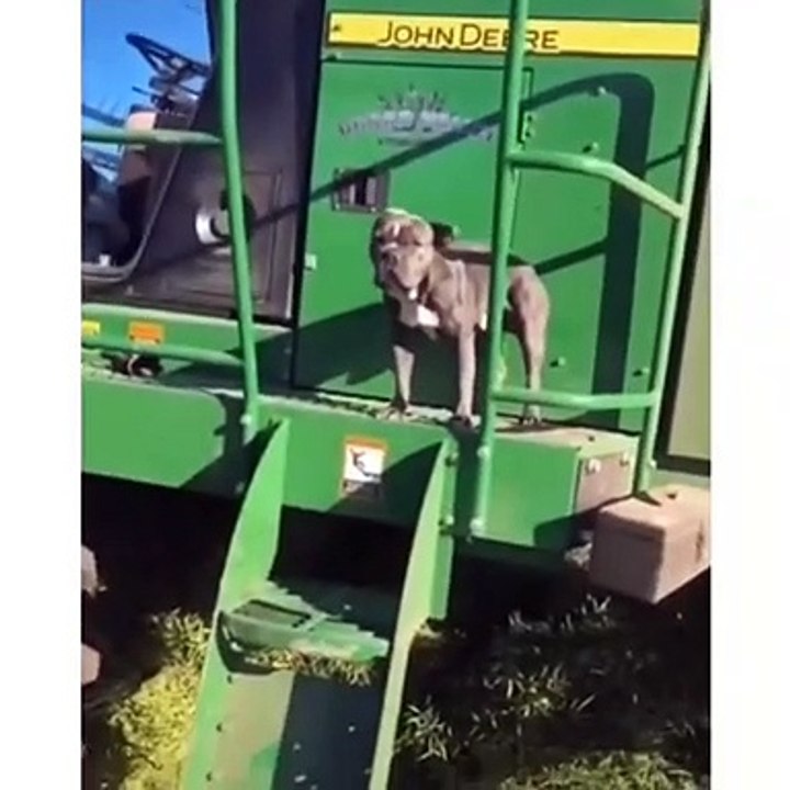 Funniest Animals  - Funny Animal Videos Can'T Help But Laugh 2021  - Cutest Animals Ever