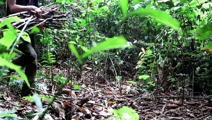 Land snail with lolot leave, survival in the tropical rainforest, ep 31