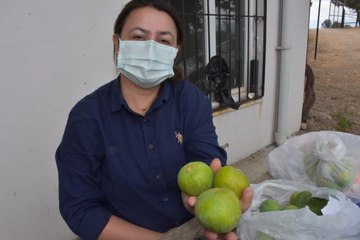 Yılın ilk inciri hasat edildi