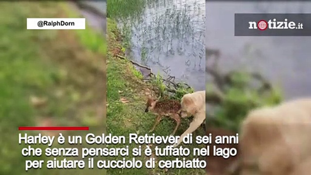Usa, golden retriver salva il cerbiatto che stava annegando: il video è emozionante